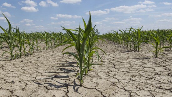 cornfield image for food safety article on keeping food supply safe