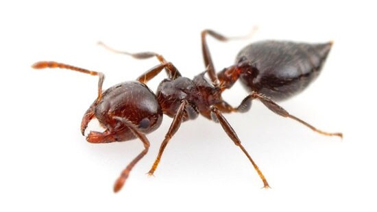Acrobat Ant (Crematogaster) is a common type of ant