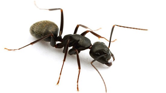 Carpenter Ant (Camponotus) is a common ant