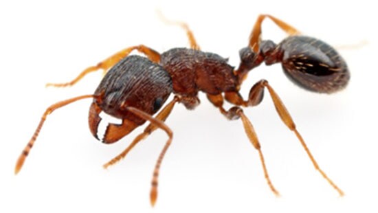 Pavement Ant (Tetramorium caespitum) is a common Ant