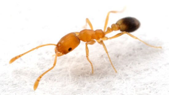 Pharaoh Ant (Monomorium pharaonis) is a common Ant