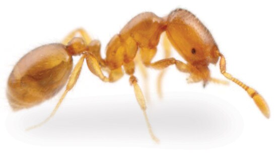 Thief Ant (Solenopsis molesta)  is a common Ant