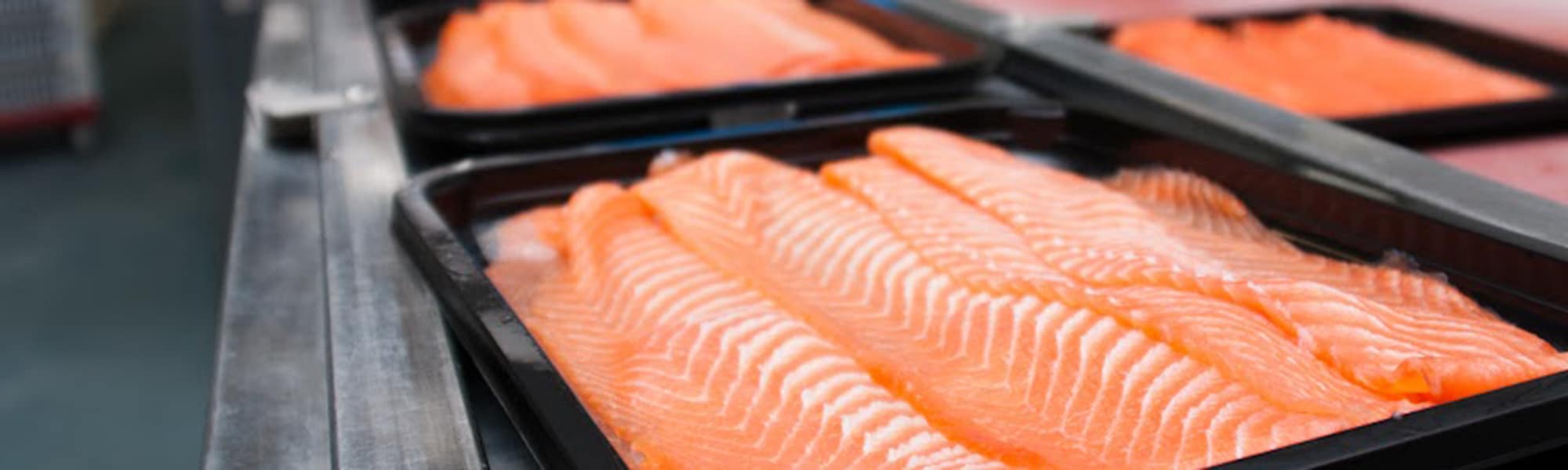 salmon production
