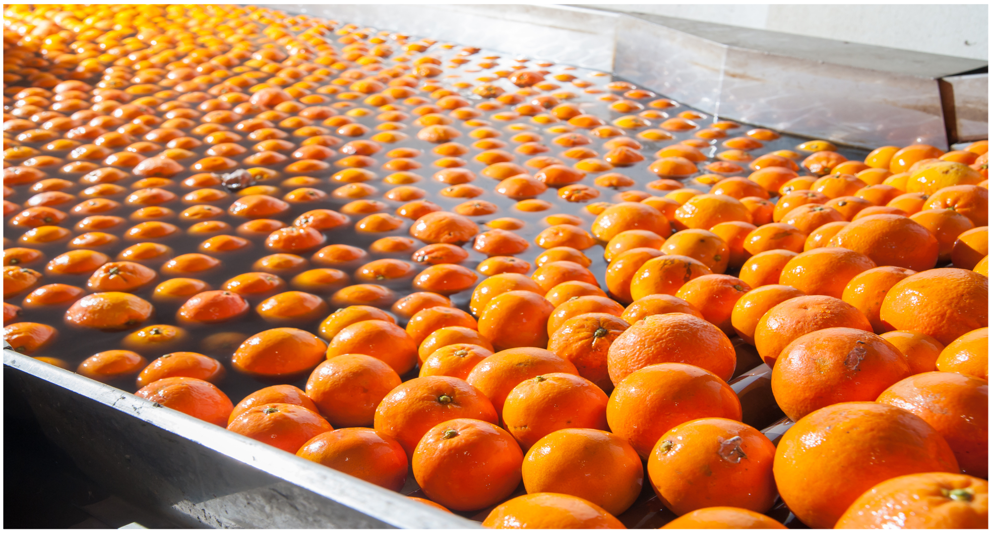 Fresh oranges on production line in food processing plant.