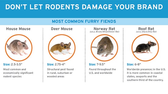 Rodent Chart