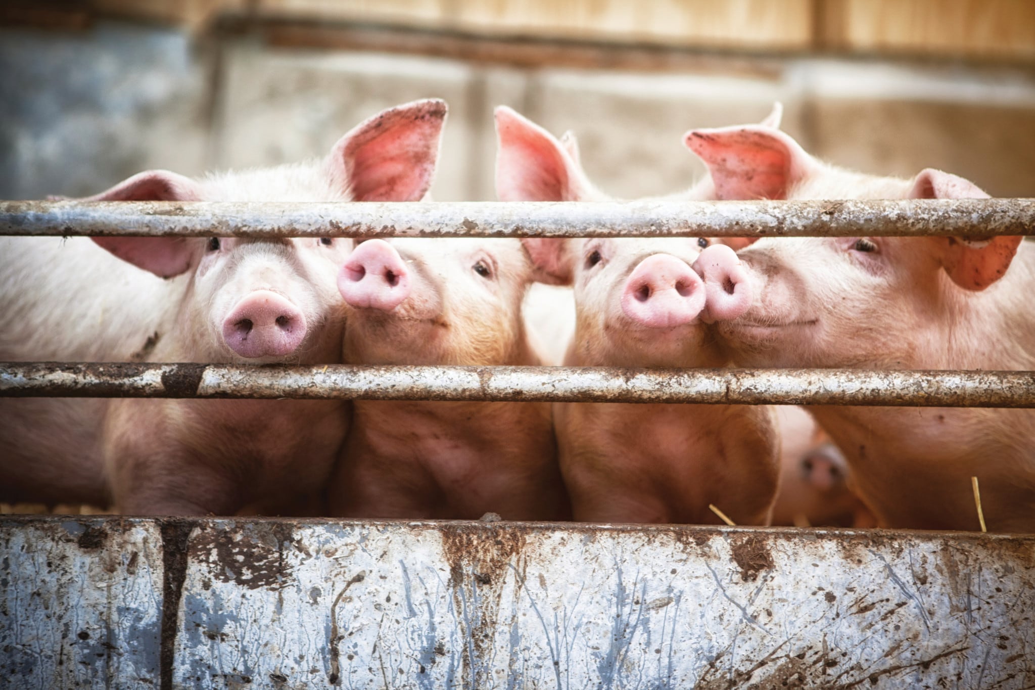 Pigs Looking Through Fence Image