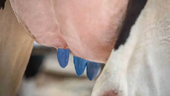 Cow teat product