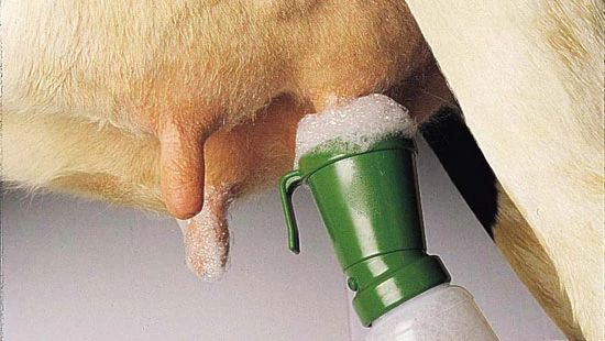 Close-up of a cow’s udder with a green milking machine cup attached, showing pre-milking foam cleanser around the teat.