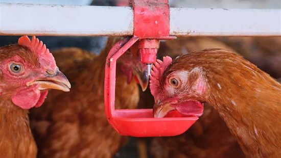 A hen drinks from an automatic nipple waterer, ensuring access to clean water for optimal poultry health and welfare.
