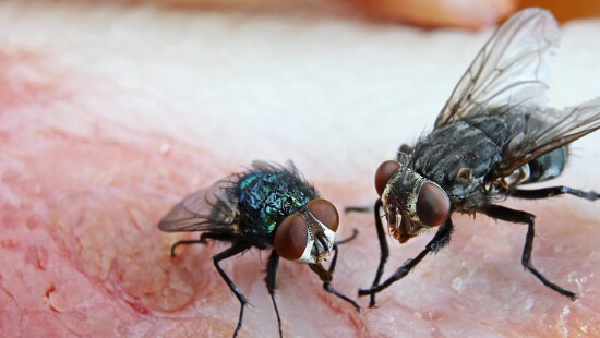 Two flies sitting on raw meat surface, highlighting food contamination risk.